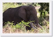 07IntoNgorongoro - 115 * Elephant.